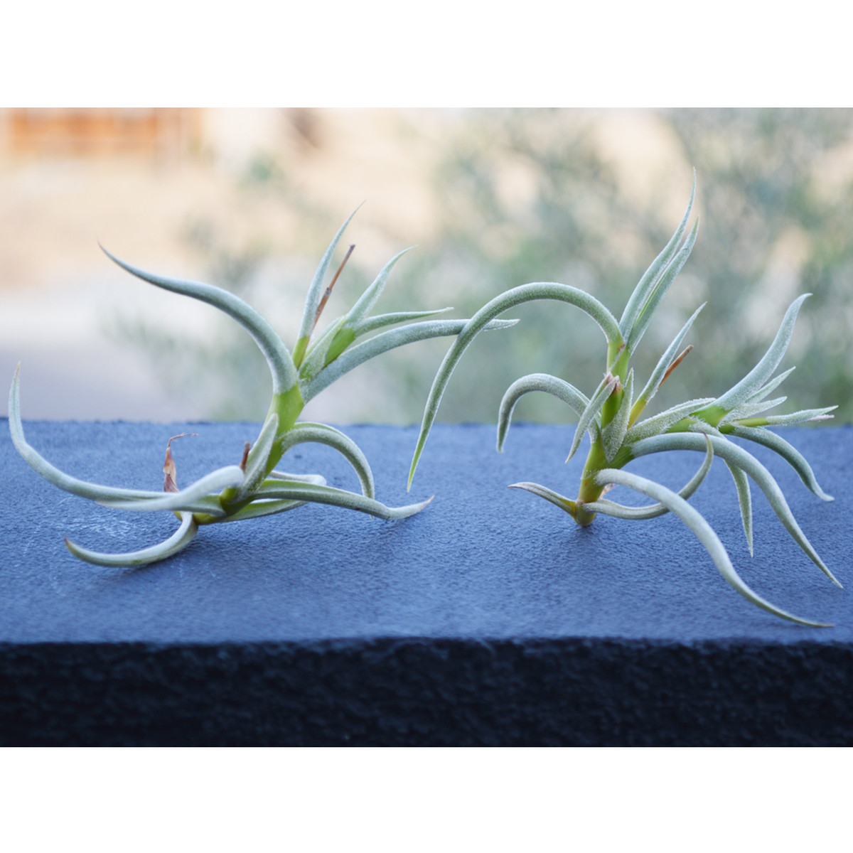 エアープランツ ミオスラ ｓサイズ 価格は１個のお値段です ティランジア チランジア No 0071 プランツ グラフィカ エアープランツ 植物となにか