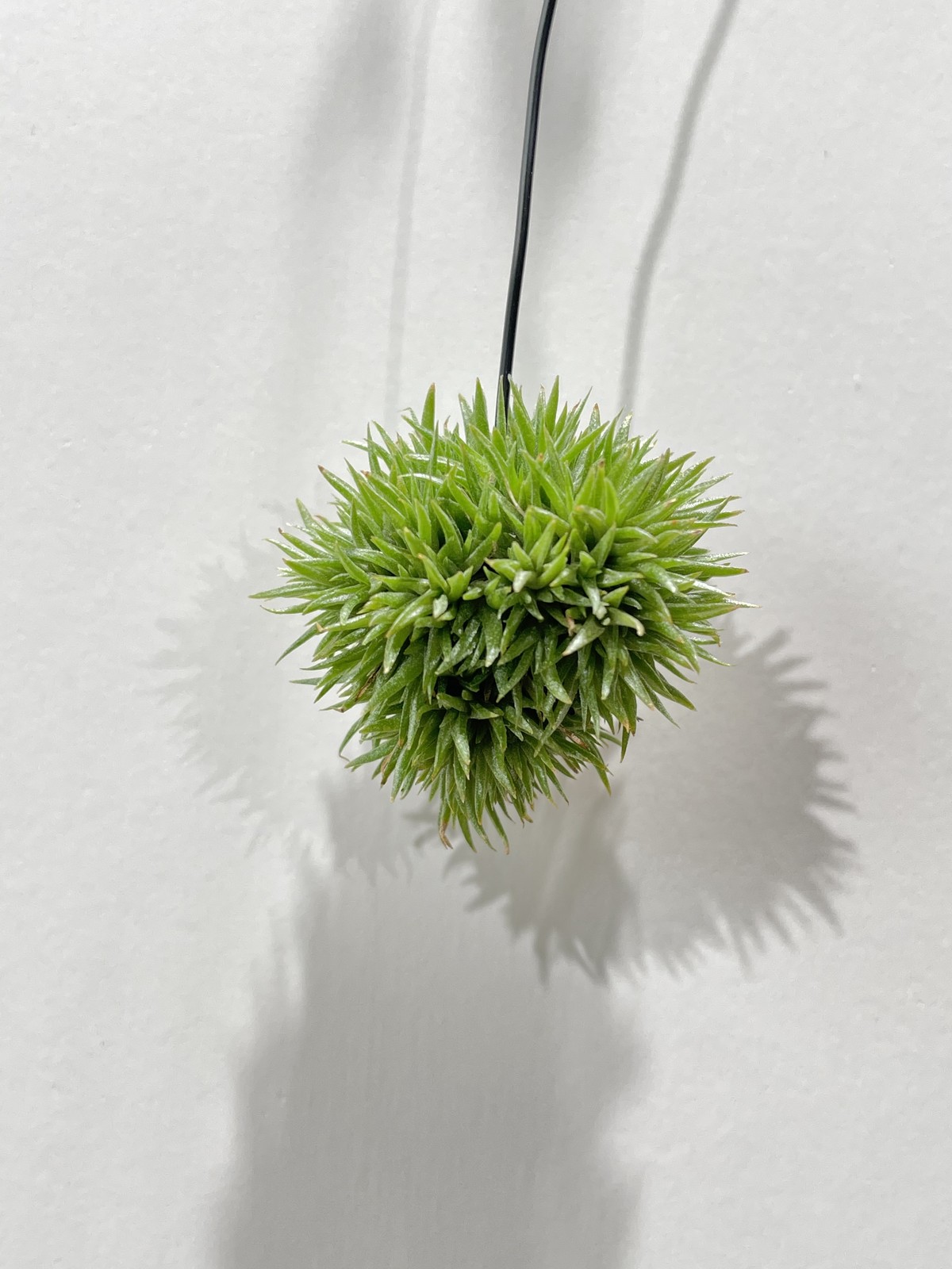 アエラントス テディベア Aeranthos Teddy Bear クルール Couleur