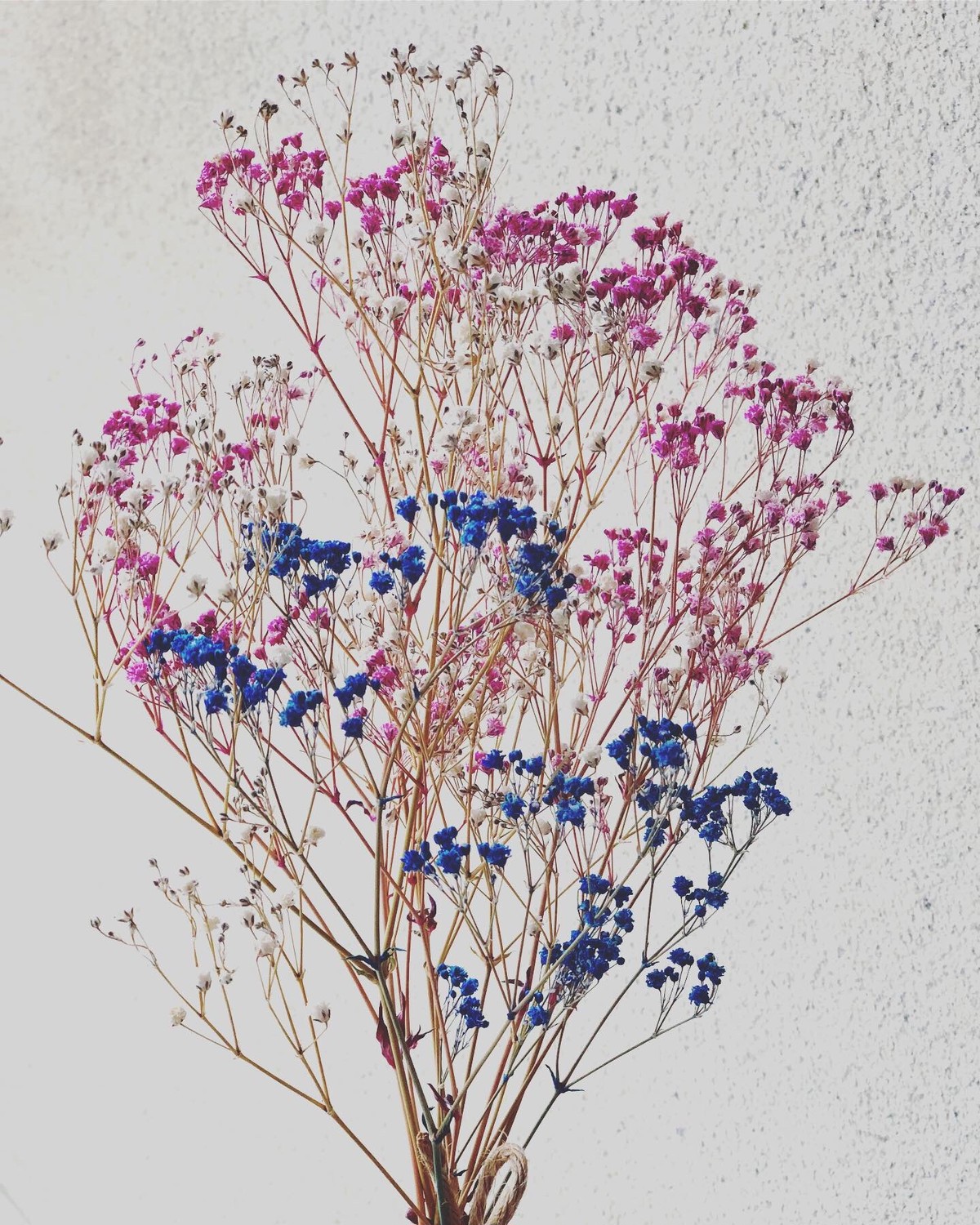 かすみ草ドライフラワー ぴんくとしろ ちょっと青 Babysbreath3