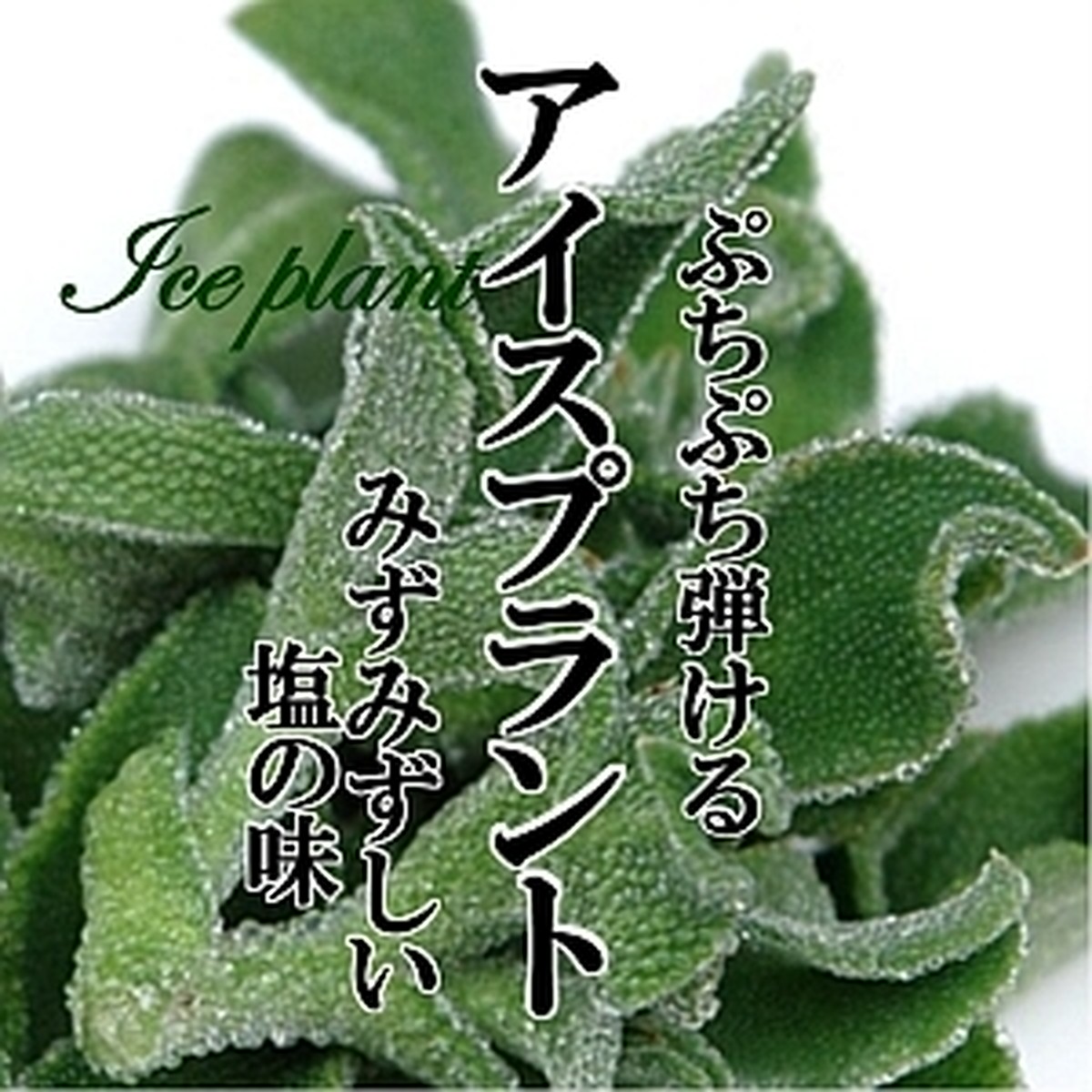 アイスプラント １pac100ｇ 新鮮野菜とフルーツのお店 旬屋