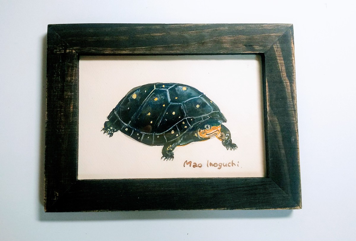 キボシイシガメ イラスト のんびり堂