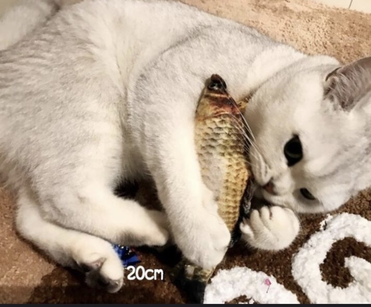 猫 ねこ ペット ネコ クッション 魚 リアル 子供 おもちゃ 玩具 動物雑貨店 Teasoda