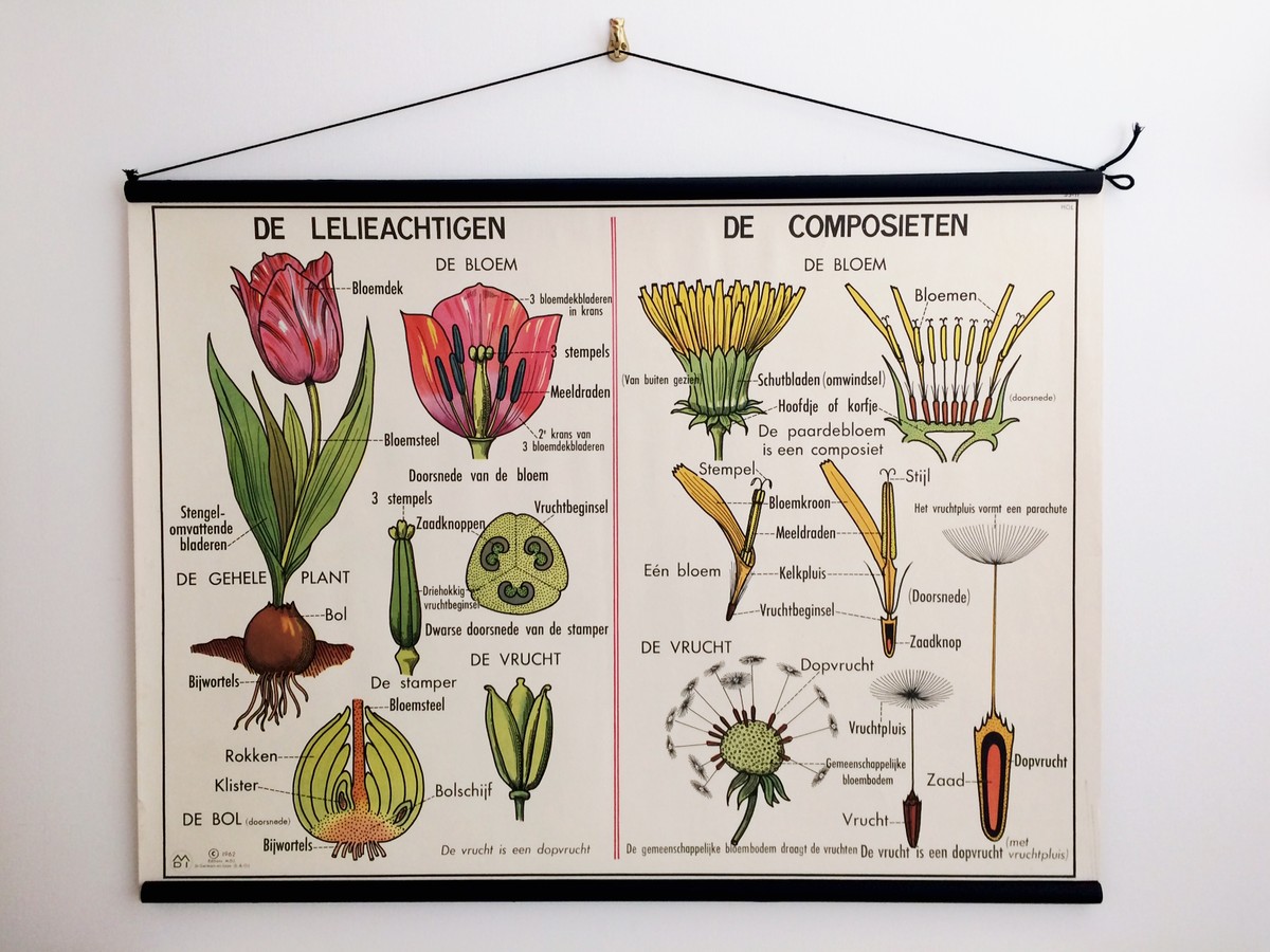 Vintage School Chart De Lelieachtigen De Composieten De Eik ヴィンテージスクールチャート チューリップ タンポポ オークのイラスト Indesneeuw