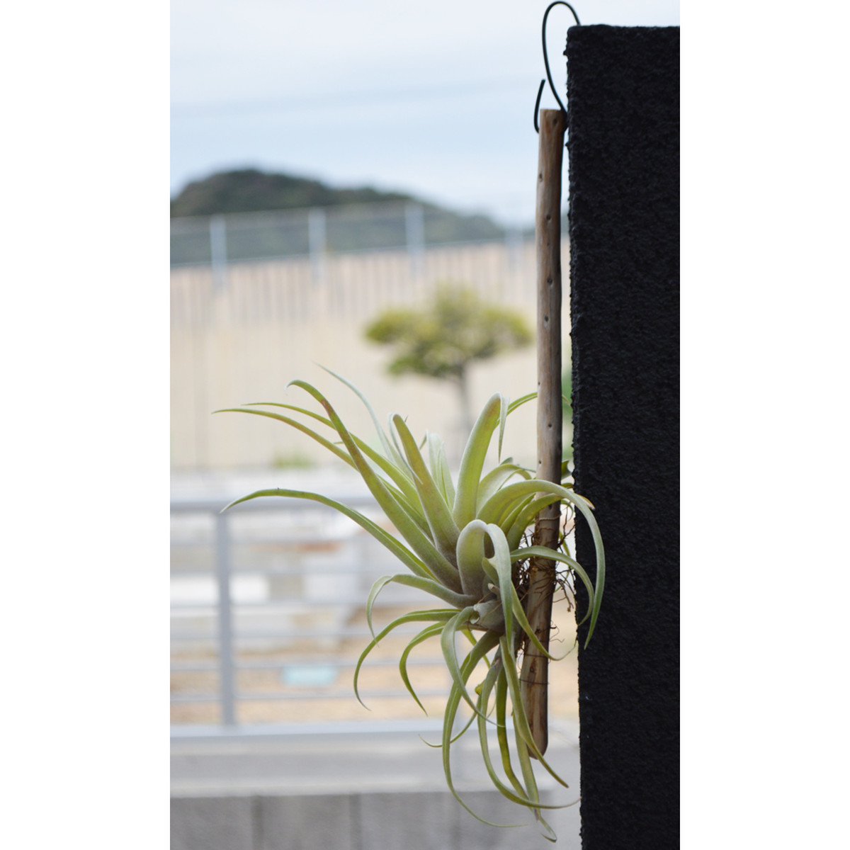 エアープランツ カピタータ ピーチ 流木付き ｍサイズ ティランジア チランジア No 0075 プランツ グラフィカ エアープランツ 植物となにか