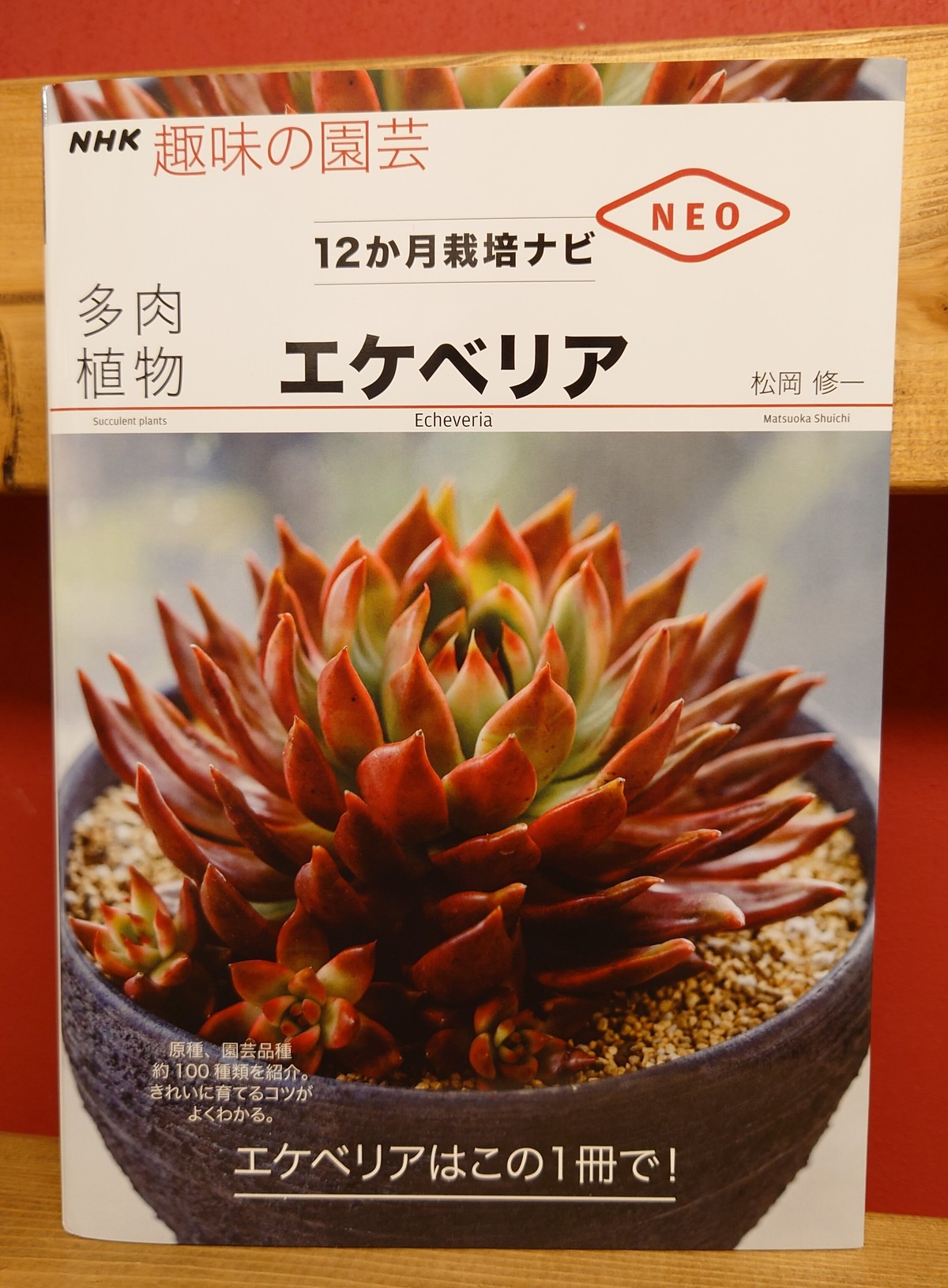 多肉植物 エケベリア Nhk趣味の園芸 12か月栽培ナビneo 弥生坂 緑の本棚