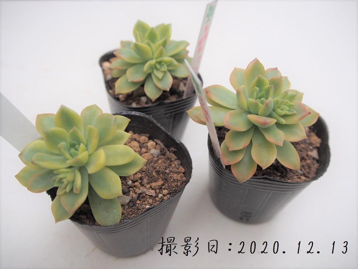 多肉植物 マッコス錦 セデベリア属 いとうぐりーん 産直苗 2号 多肉植物とガーデン雑貨 Macherie マシェリ