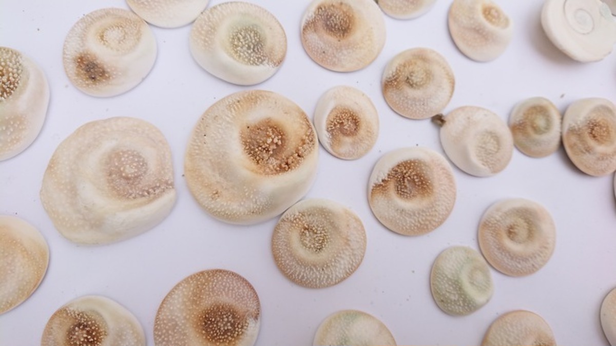 サザエの蓋15個入り 島の旅社