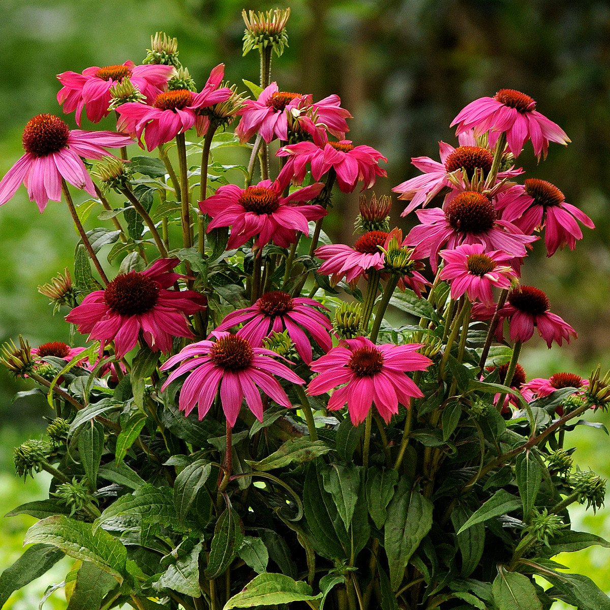 エキナセア パウワウ Echinacea Purpurea Powwow 天空のバラ園 無農薬バラ苗 花苗 クレマチス ハーブ産直販売