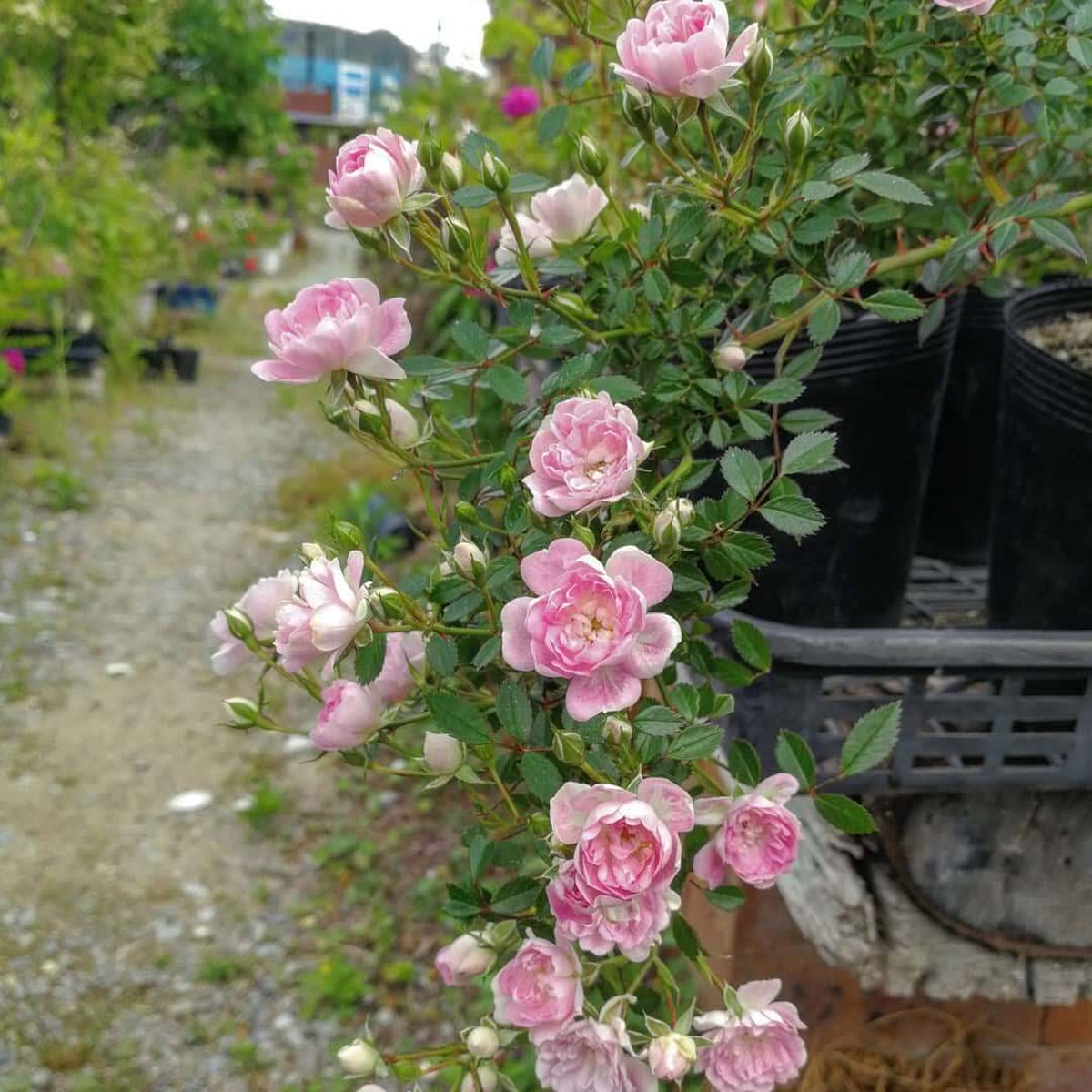 天空のバラ園 Celestial Roses