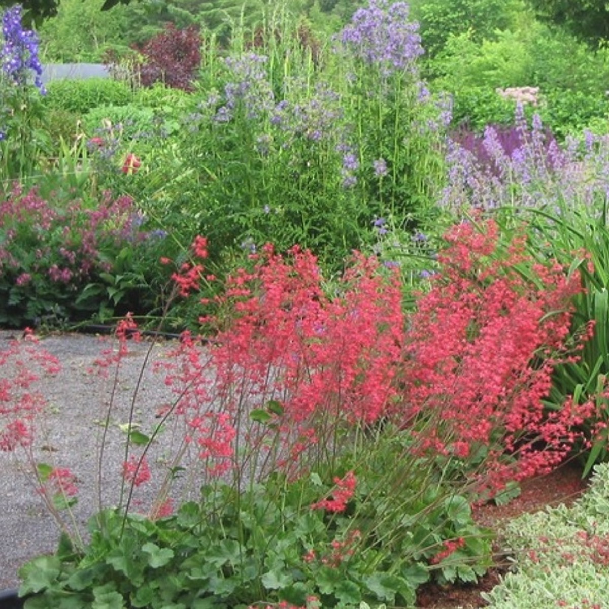 ヒューケラ ルビーベル Heuchera Sanguinea Ruby Bells 天空のバラ園 無農薬バラ苗 花苗 クレマチス ハーブ産直販売