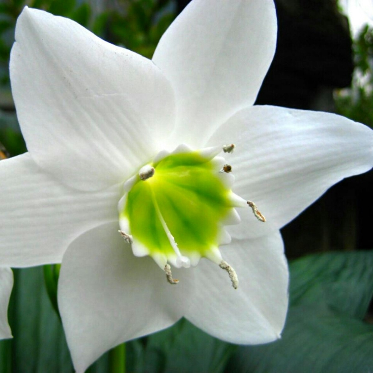 アマゾンリリー ユーチャリス12cmポット苗 Hanazukin 花ずきん 農家直送の花苗 シンビジュームの花束