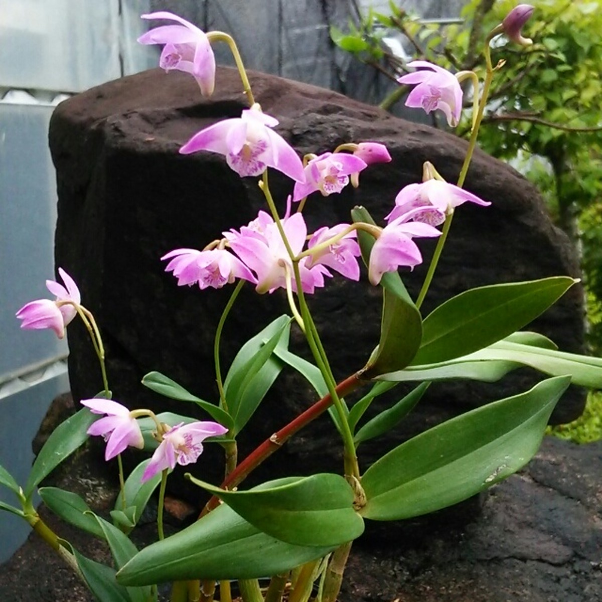 キンギアナム９cmポット苗 Hanazukin 花ずきん 農家直送の花苗 シンビジュームの花束