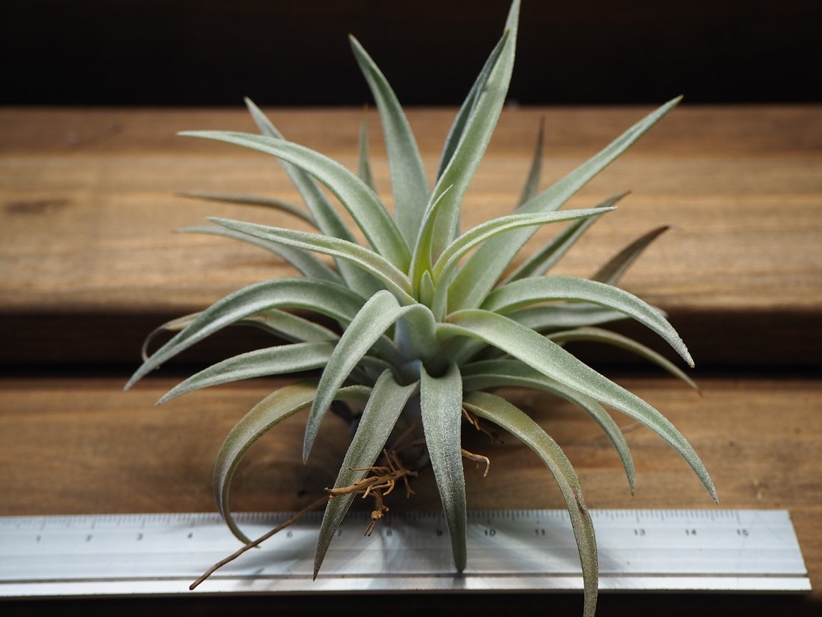 チランジア ハリシー T Harrisii 常葉植物園