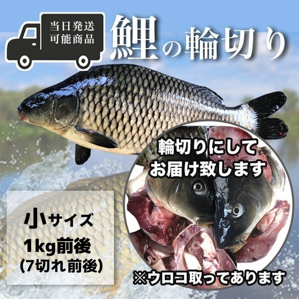 鯉の輪切り 小サイズ 一匹 6 7切れ 活鯉時 1kg前後 食用鯉 切り身 コイ 販売 鯉こく用 煮付け用 鯉のあらい フナの甘露煮 ナマズ切身 活ドジョウ 美味しい川魚 ハスミフーズ