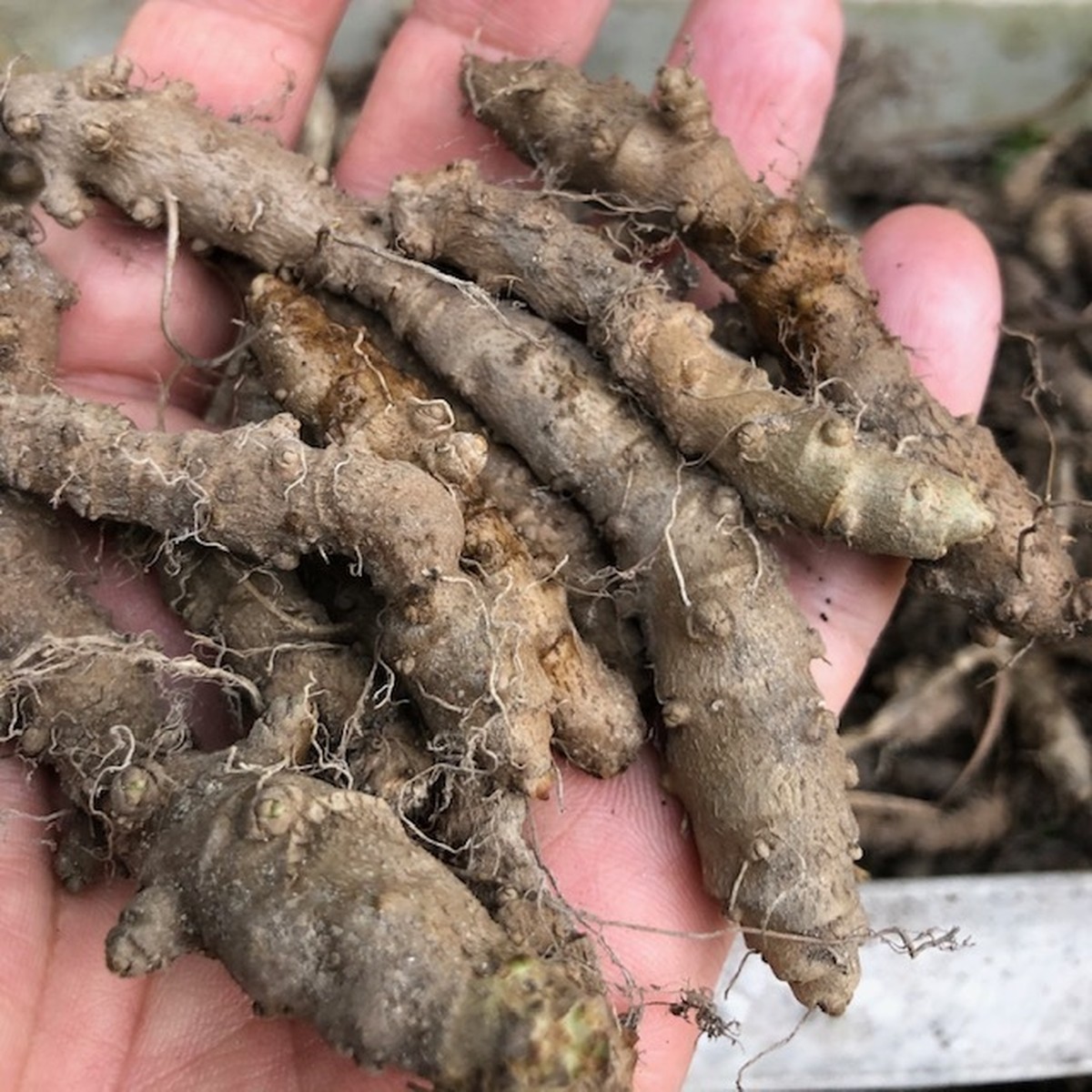 次回発売は22年春です オカワカメ アカザカズラ ぬるっぱ 種イモ10個 栄養満点 グリーンカーテンにも Zeronou Farm