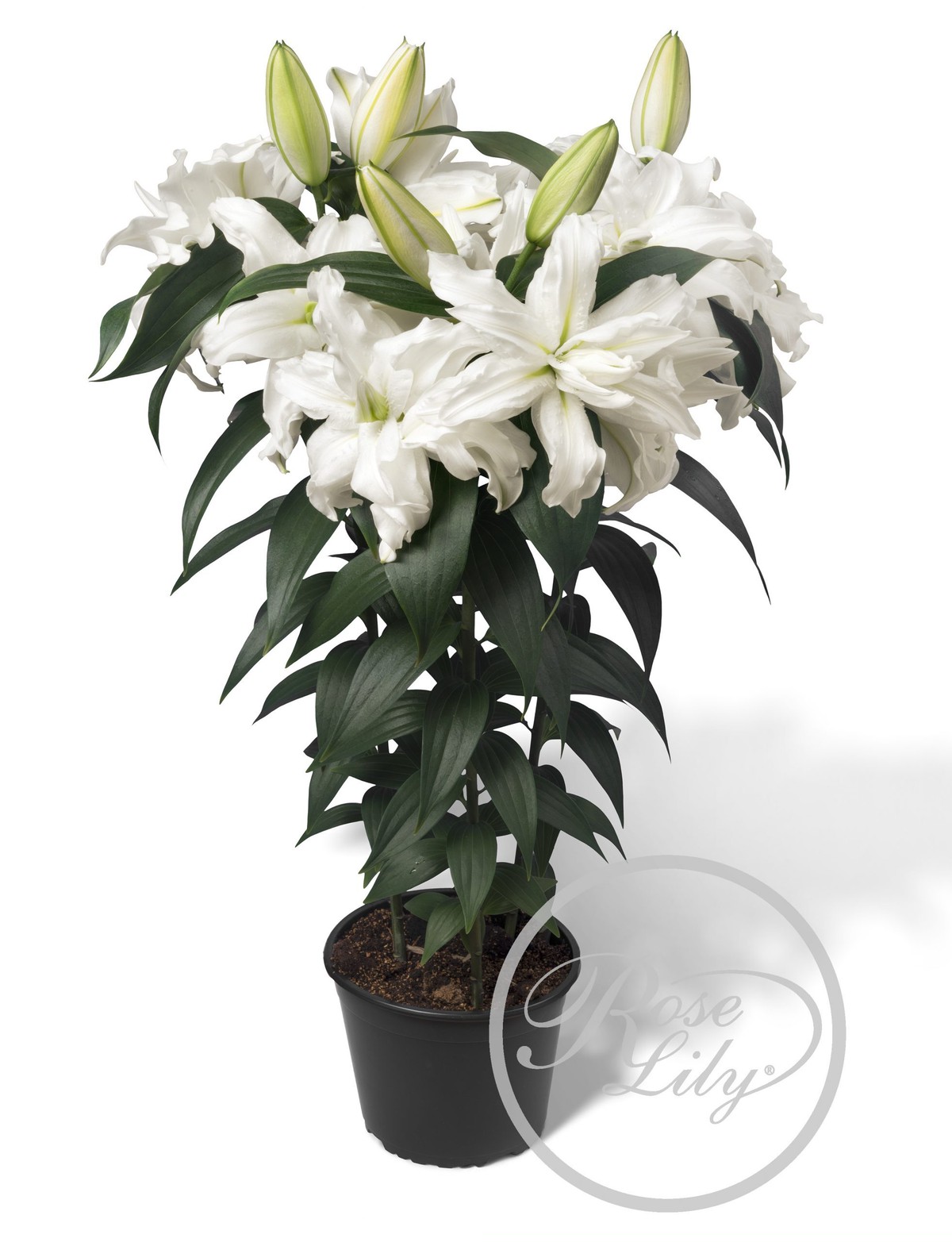 21球 オリエンタルユリ 春植え八重ゆり球根幸せセット 21球 7品種 3 送料無料 にたばるゆりの花ネットショップ