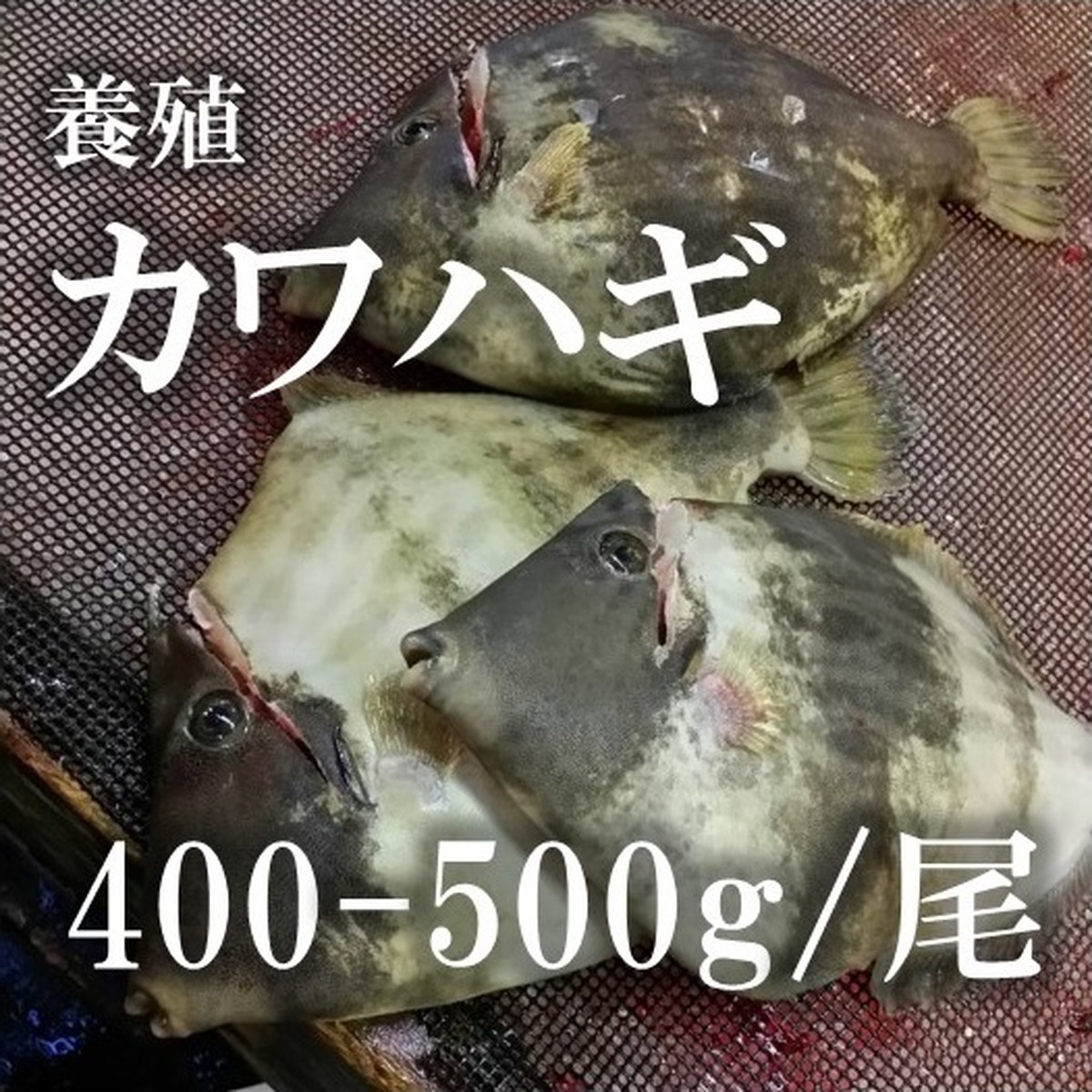 活〆カワハギ 大分産 他 養殖 1尾約400 500g カワハギ４００ ５００ｇ 冷蔵 Okawari 豊洲直送の高級海産物をお届け