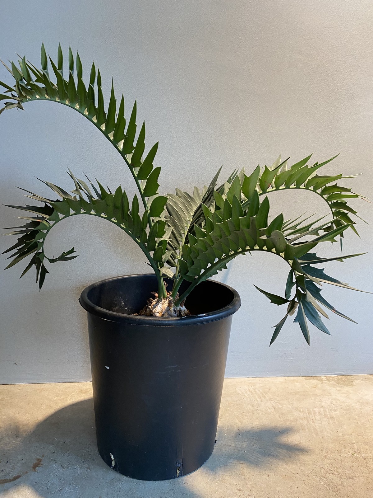 Encephalartos Arenarius エンセファラルトス アレナリウス Hanacho Exotics Plants