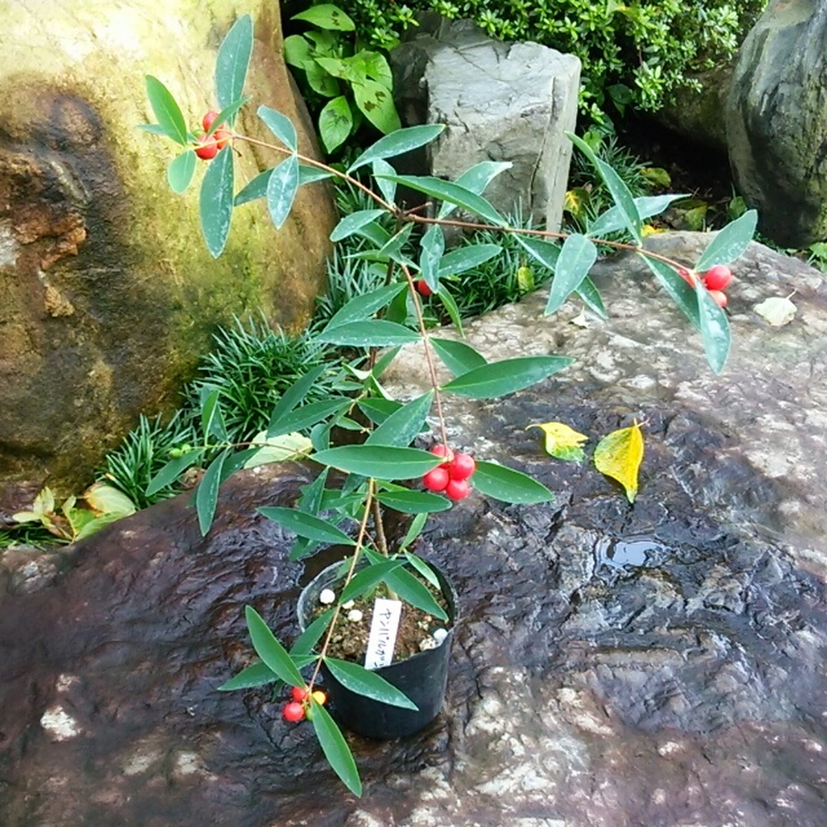 ヤンバルガンピ10 5cmポット苗 Hanazukin 花ずきん 農家直送の花苗 シンビジュームの花束