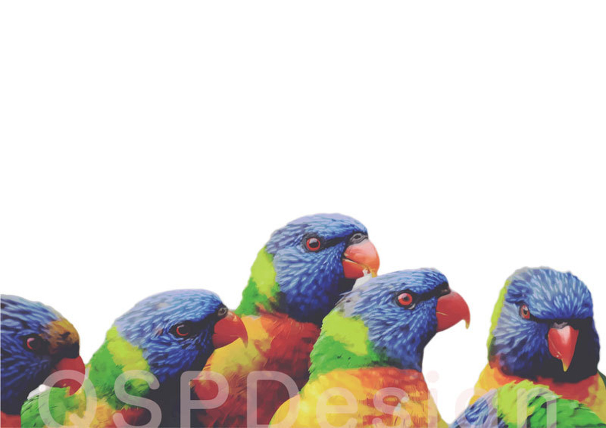 レインボーロリキート Rainbowlorikeets Qspdesign