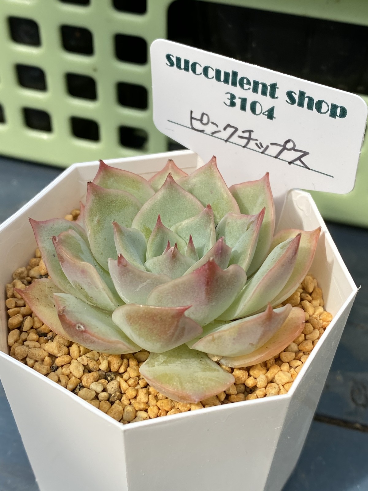 ピンクチップス Succulentshop3104