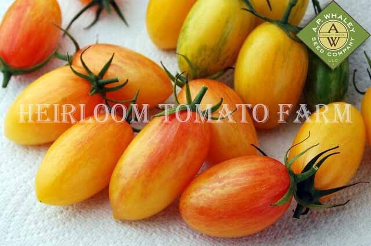 Heirloom Tomato Blush Tiger エアルーム トマト ブラッシュ タイガー 登録 契約栽培品種 やつデポ 八ヶ岳ボタニカルラボ