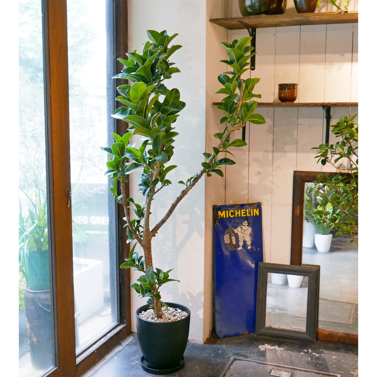 23区内限定配送 フィカス エラスティカ アポロ Neo Green