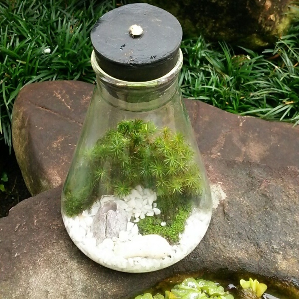 日向スギゴケのテラリウム Hanazukin 花ずきん 農家直送の花苗 シンビジュームの花束