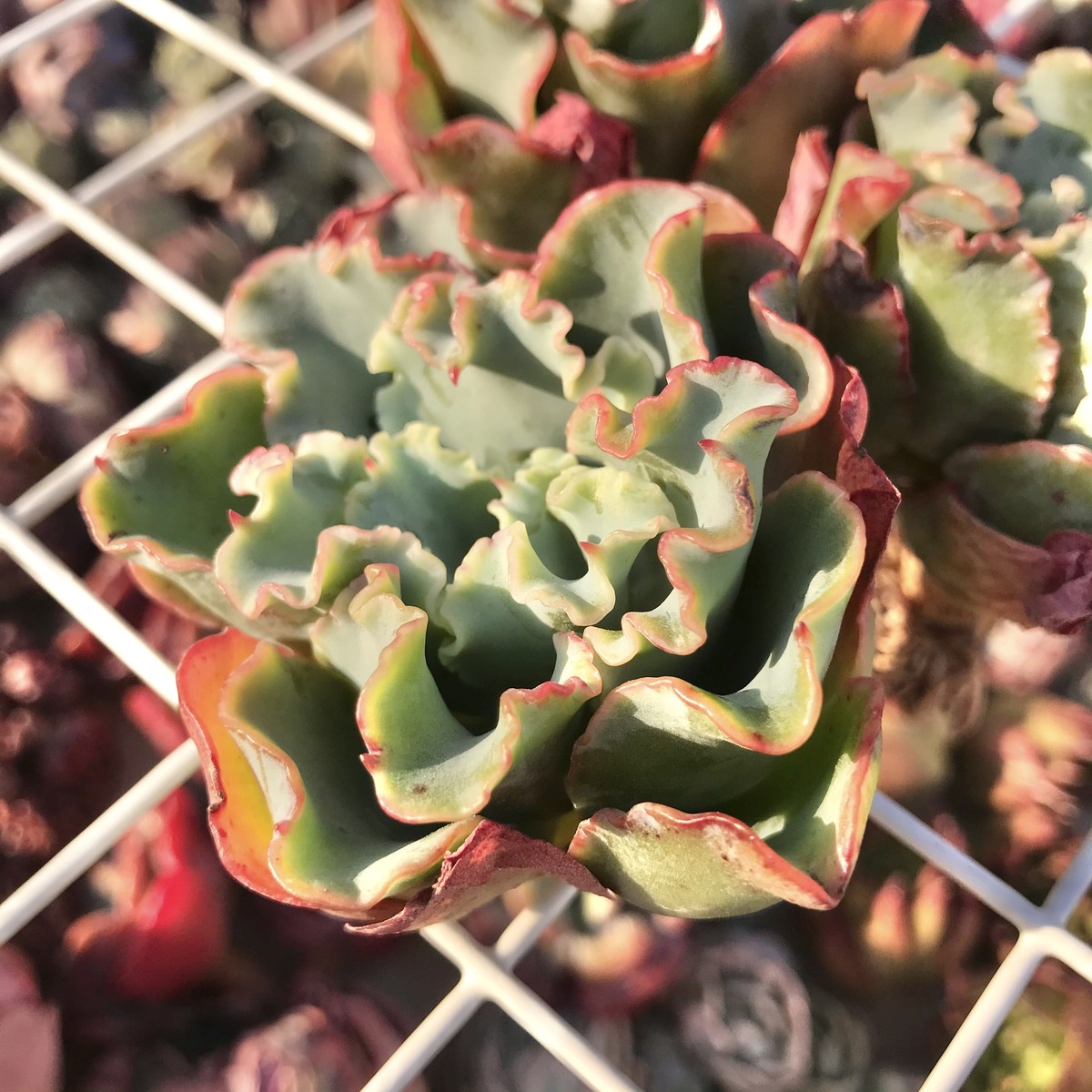 アクアリウス 多肉植物 多肉植物専門店たーにっく