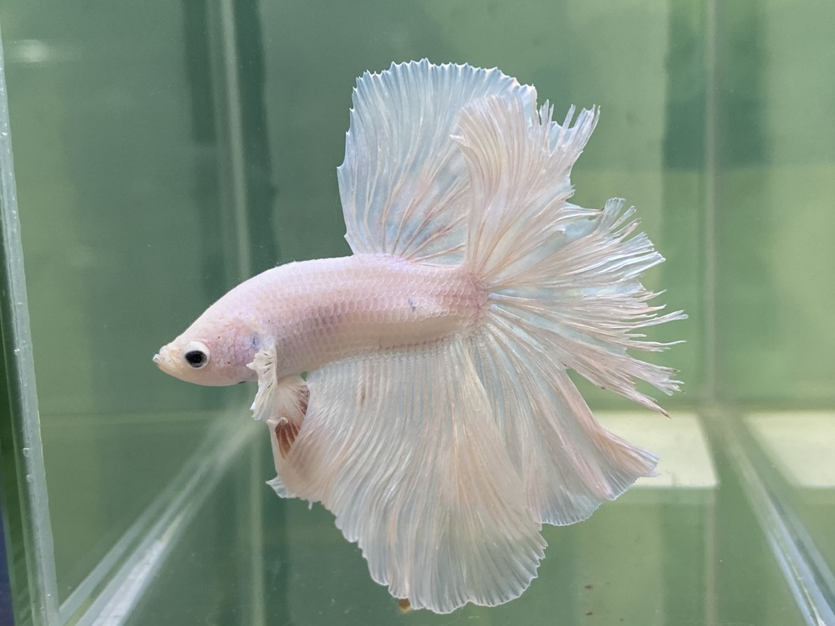 ショーベタ ハーフムーン プラチナホワイト アウトレット Lotus Betta Club