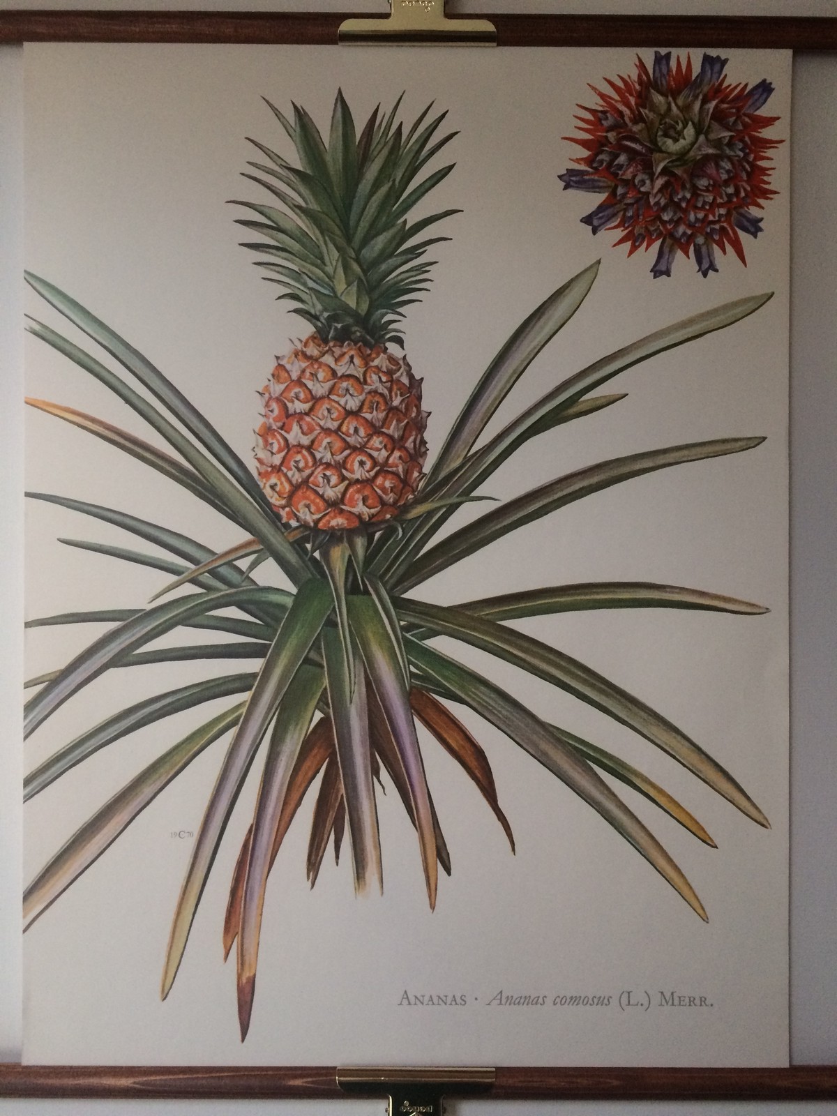 700mm 500mm 1970年 ドイツ Vintage Botanical Poster Ananas ボタニカルアート パイナップル Indesneeuw