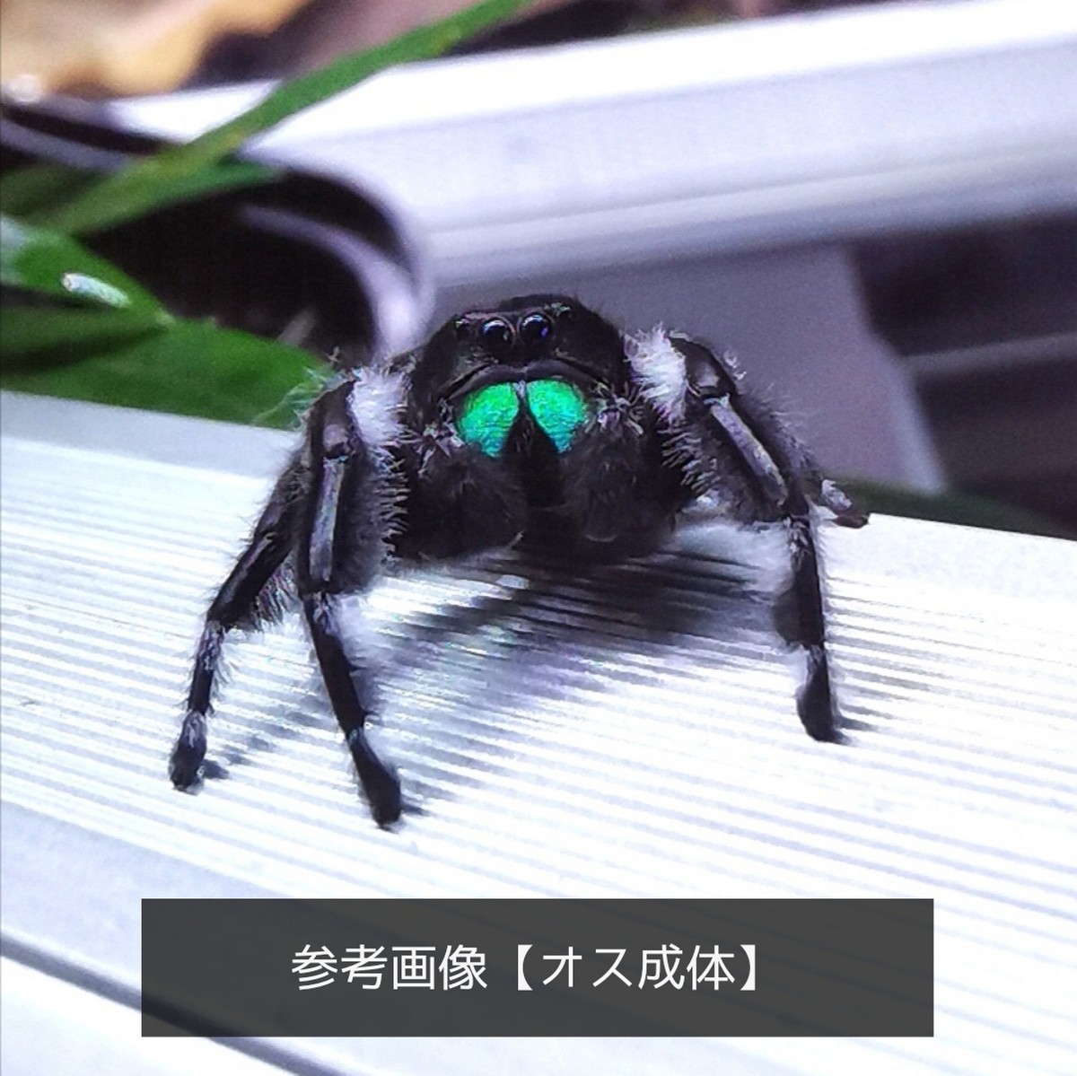 １ペア リーガルジャンピングスパイダー Phidippus Regius ブルーゲッコーラボ Bluegeckolab