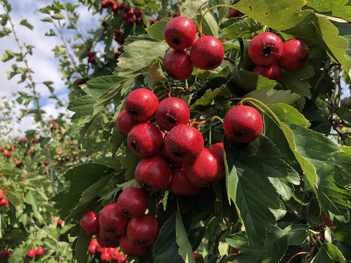 New 21年 国産の山楂子 さんざし 1kg 信州産 Botanic藥草lab Shop