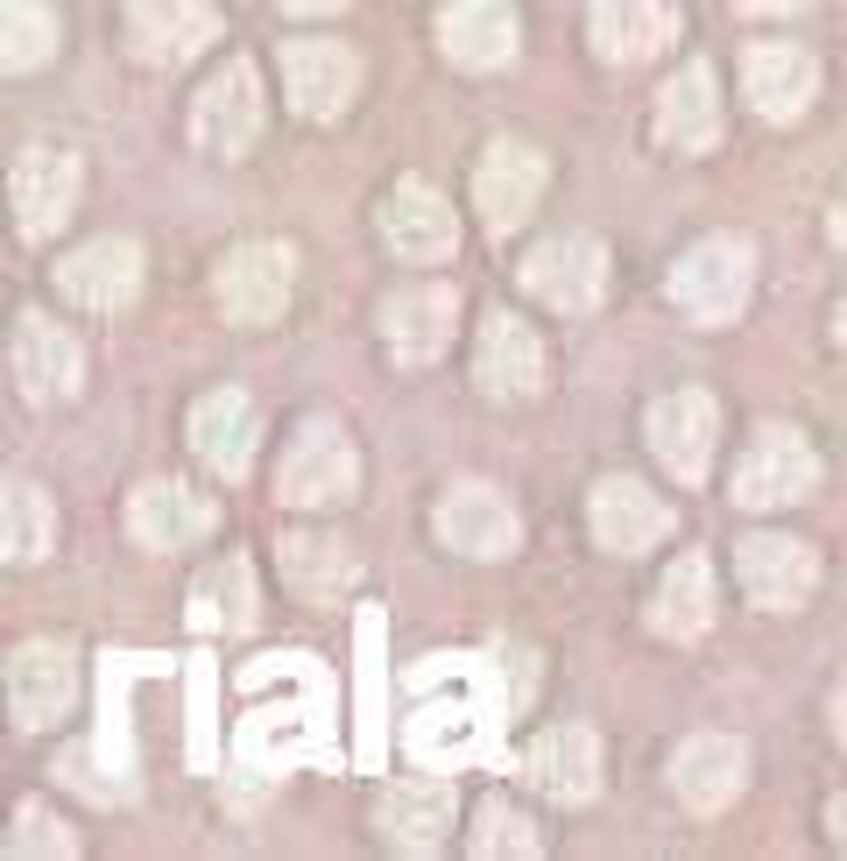 ソメイヨシノ 柄付和紙セットペーパー Riala