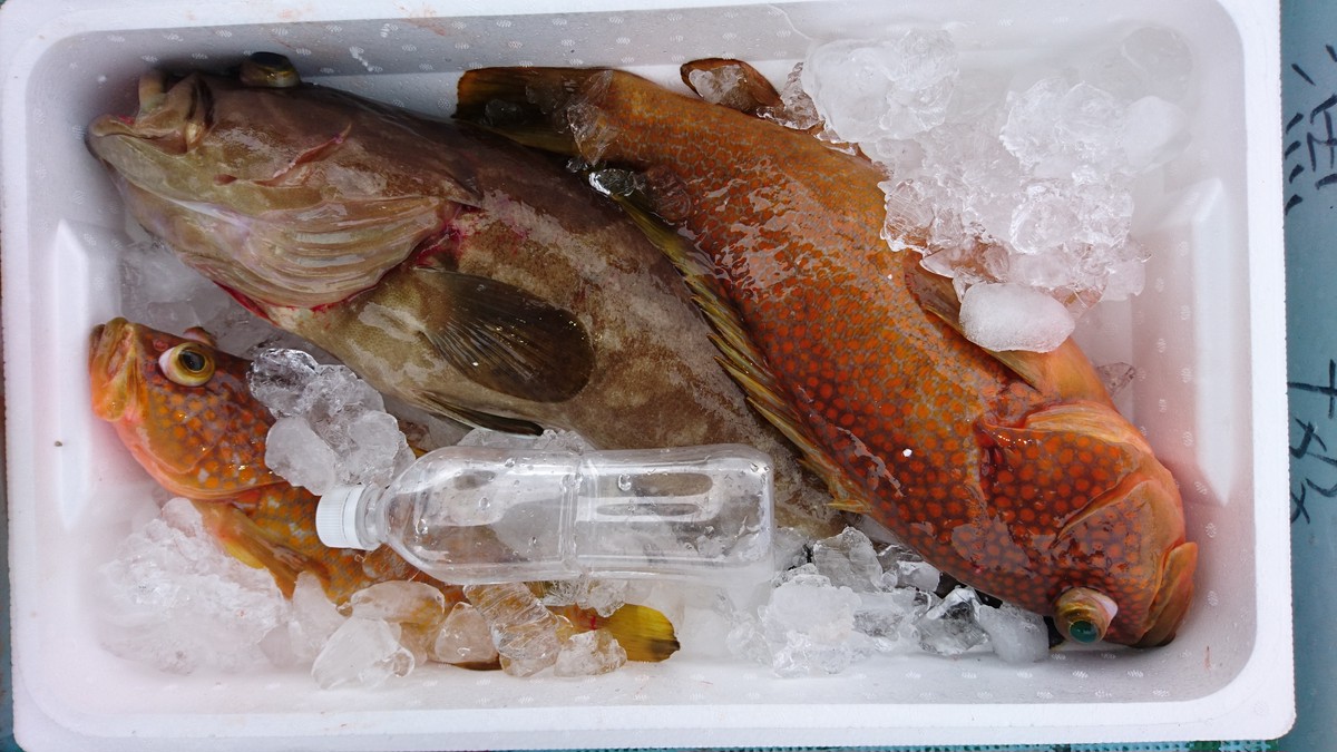 底物3匹セット クエ キジハタ 2 山陰海鮮 嵩海丸