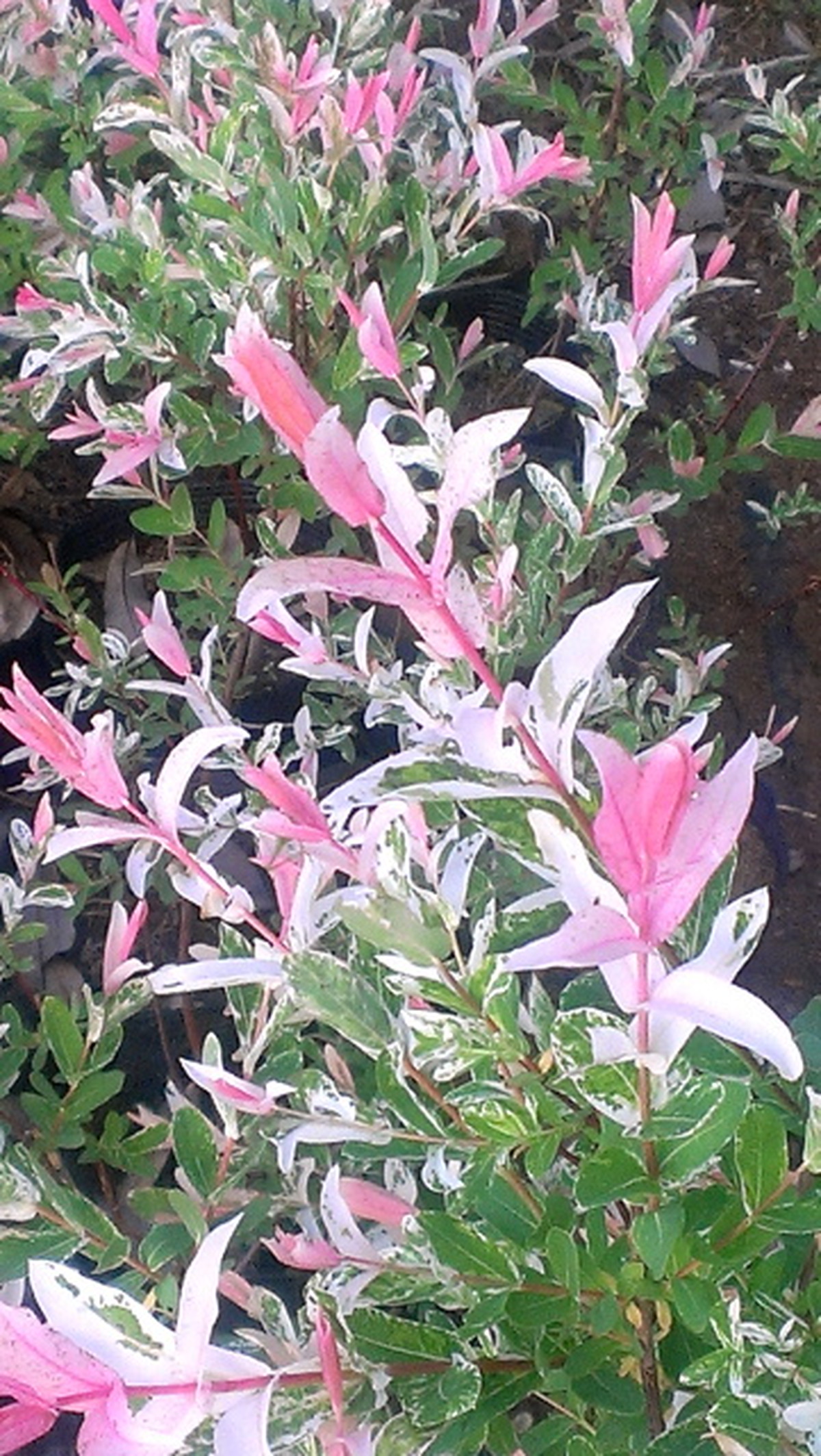 斑入りイヌコリヤナギ 白露錦 ハクロニシキ 樹高約0 2 0 3ｍ 神多野園芸