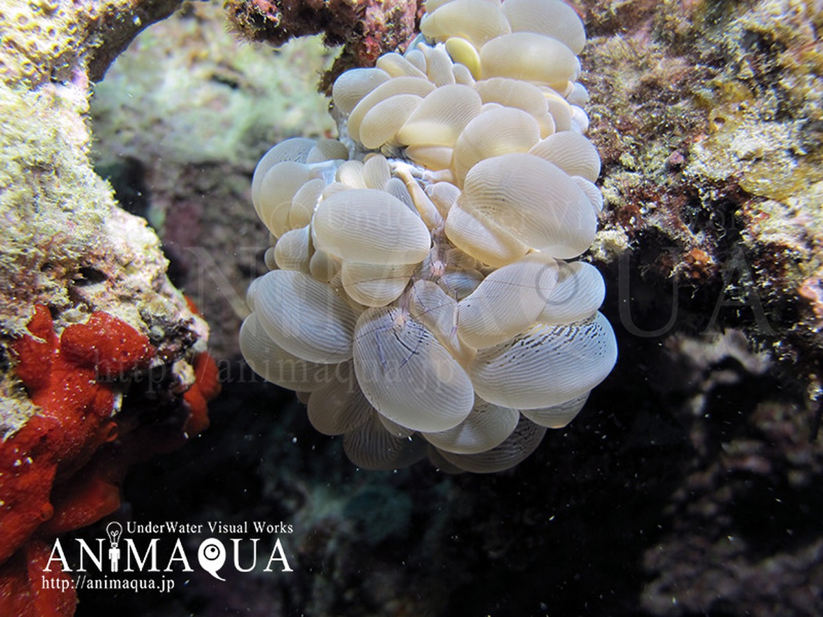 画像 生物 エビ バブルコーラルシュリンプ ペア Animaqua