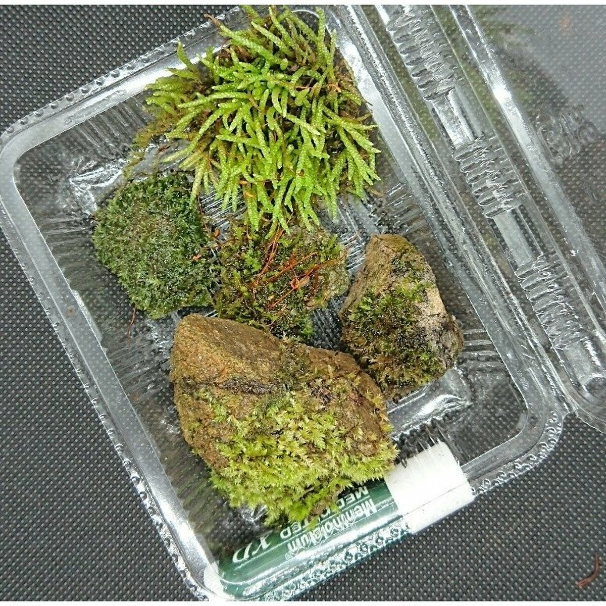 苔付き小石 木の実 小枝 5点おまかせ詰め合わせ ビオトープ 盆栽テラリウムパーツにおすすめ クリックポスト全国送料無料 ナチュライフ