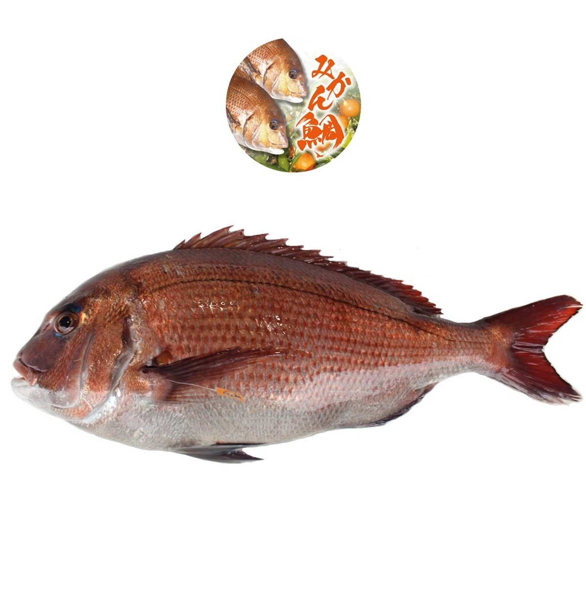 ほのかに柑橘の香り みかん鯛 丸ごと１尾 冷蔵 宇和島プロジェクト