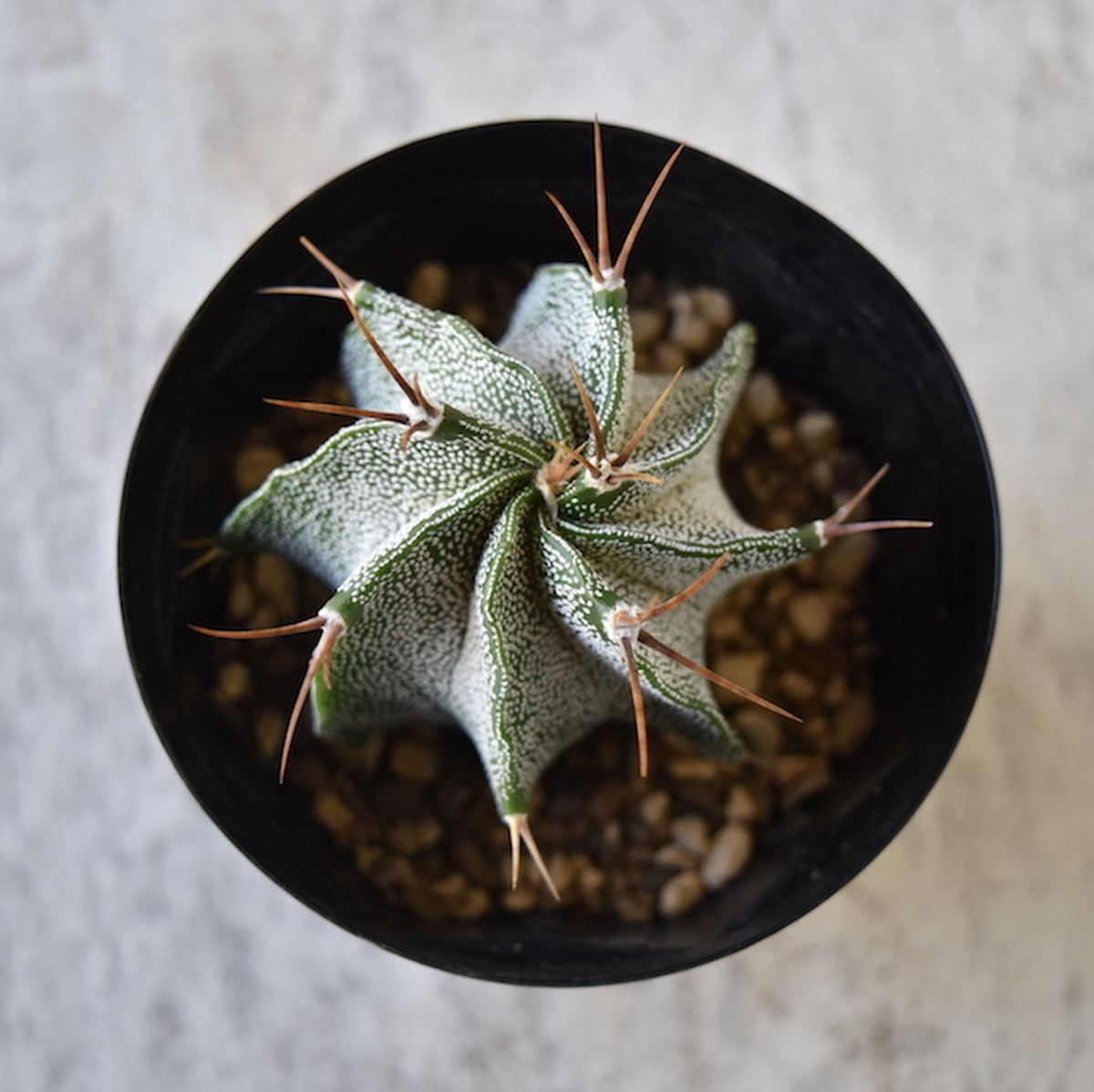 アストロフィツム属 般若 Astrophytum Ornatum Graceup Green