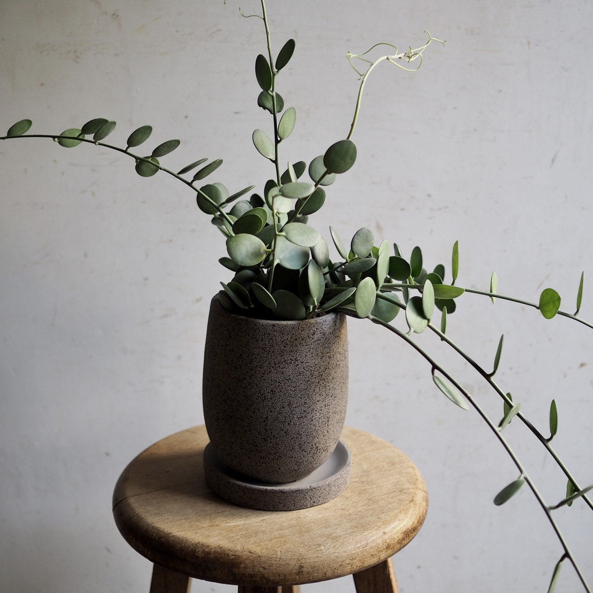 グリーンドラム 観葉植物 ハナと枝