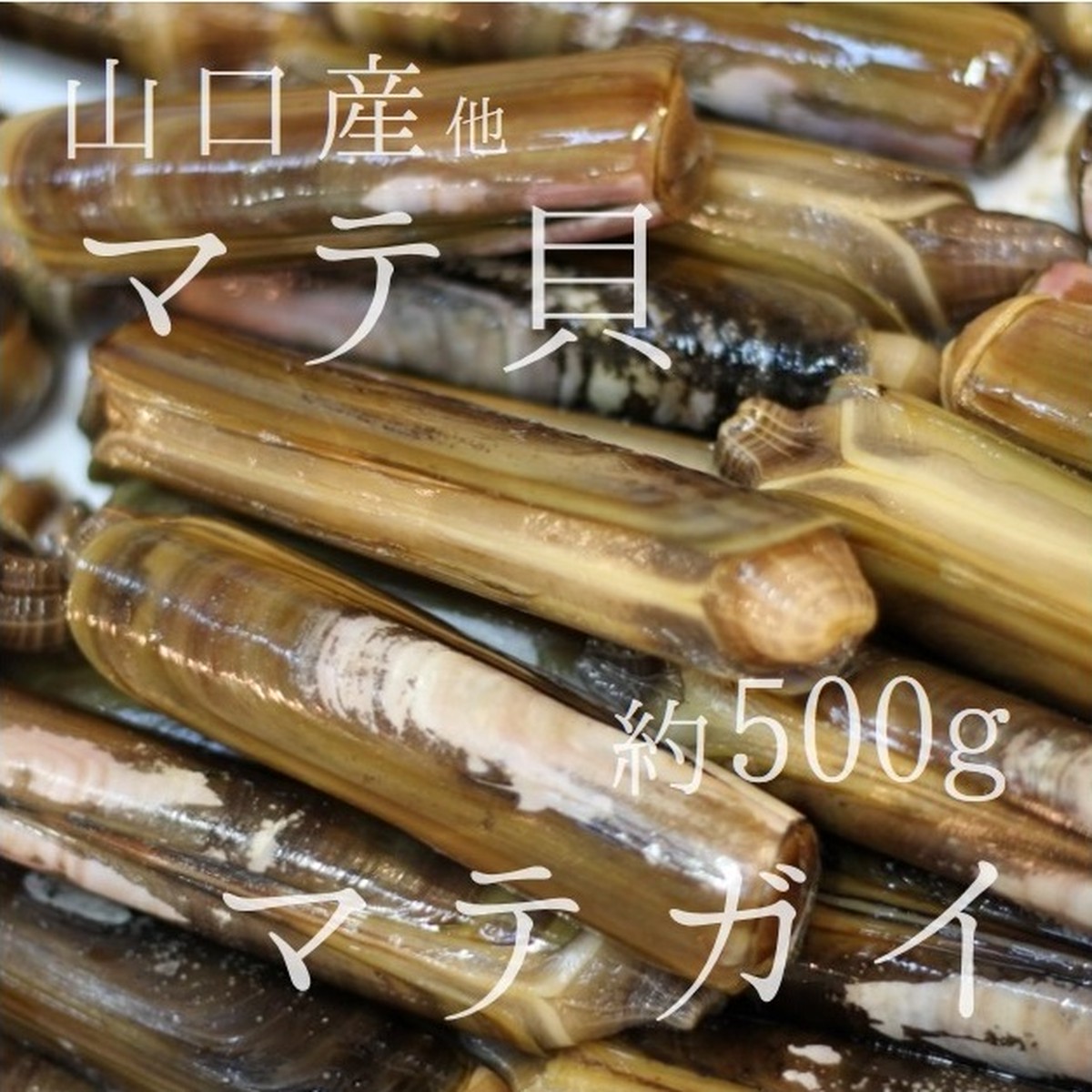 マテ貝 生 約500g 国産 山口県産 他 豊洲直送 旬の貝類 マテガイ マテ貝500g 冷蔵 Okawari 豊洲直送の高級海産物をお届け