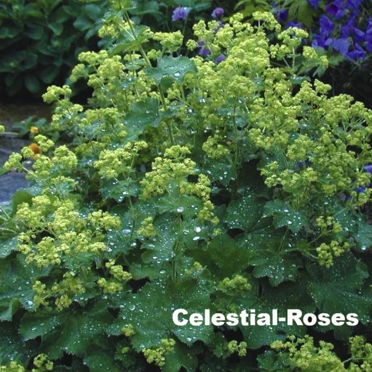 アルケミラ モリス レディースマントル Alchemilla Mollis 天空のバラ園 無農薬バラ苗 花苗 クレマチス ハーブ産直販売