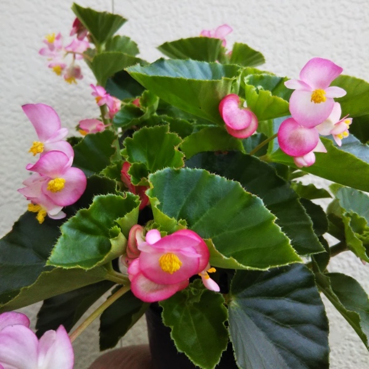 ワイルドベゴニア10 5cmポット苗 Hanazukin 花ずきん 農家直送の花苗 シンビジュームの花束