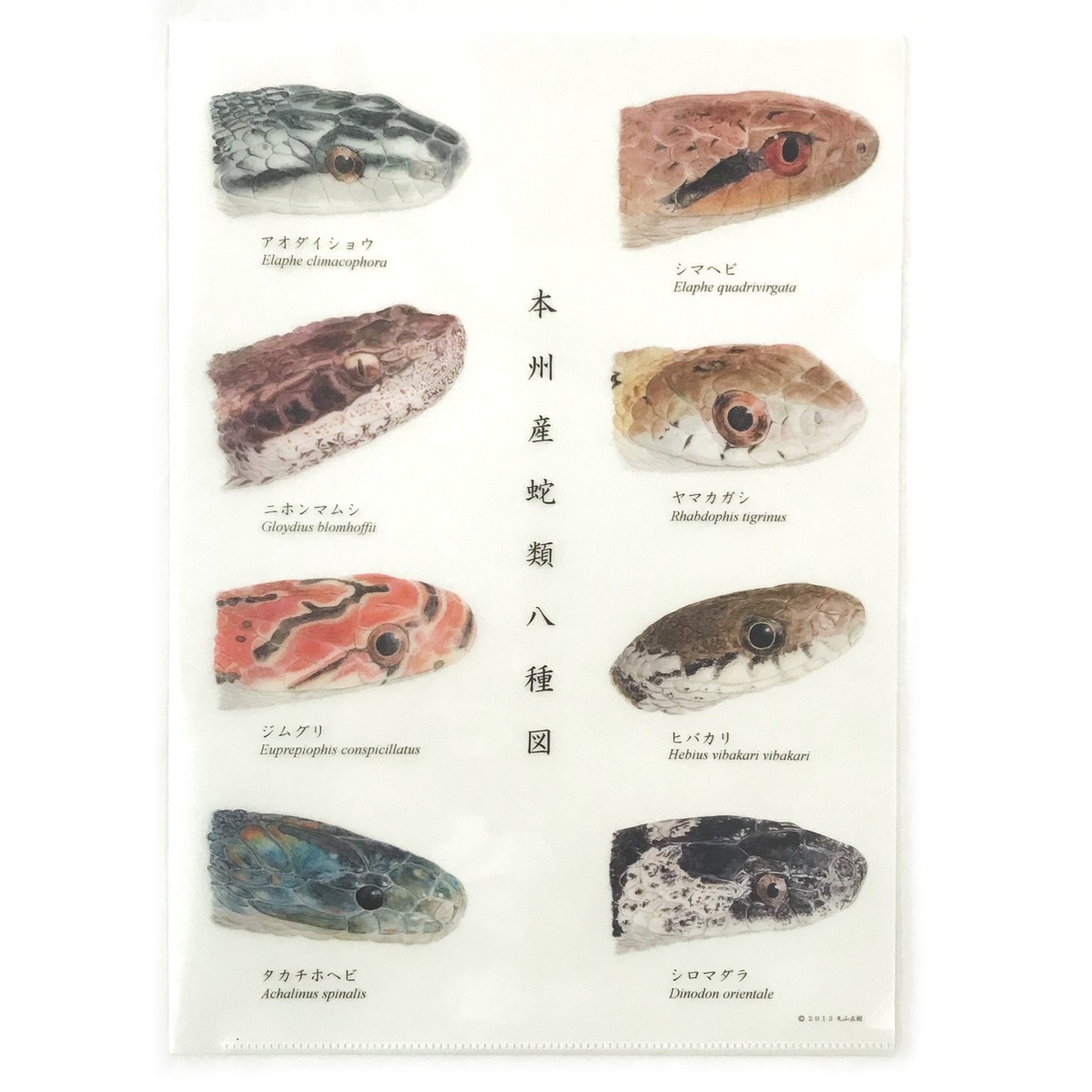 本州産蛇類八種図 クリアファイル アトリエリジッタ