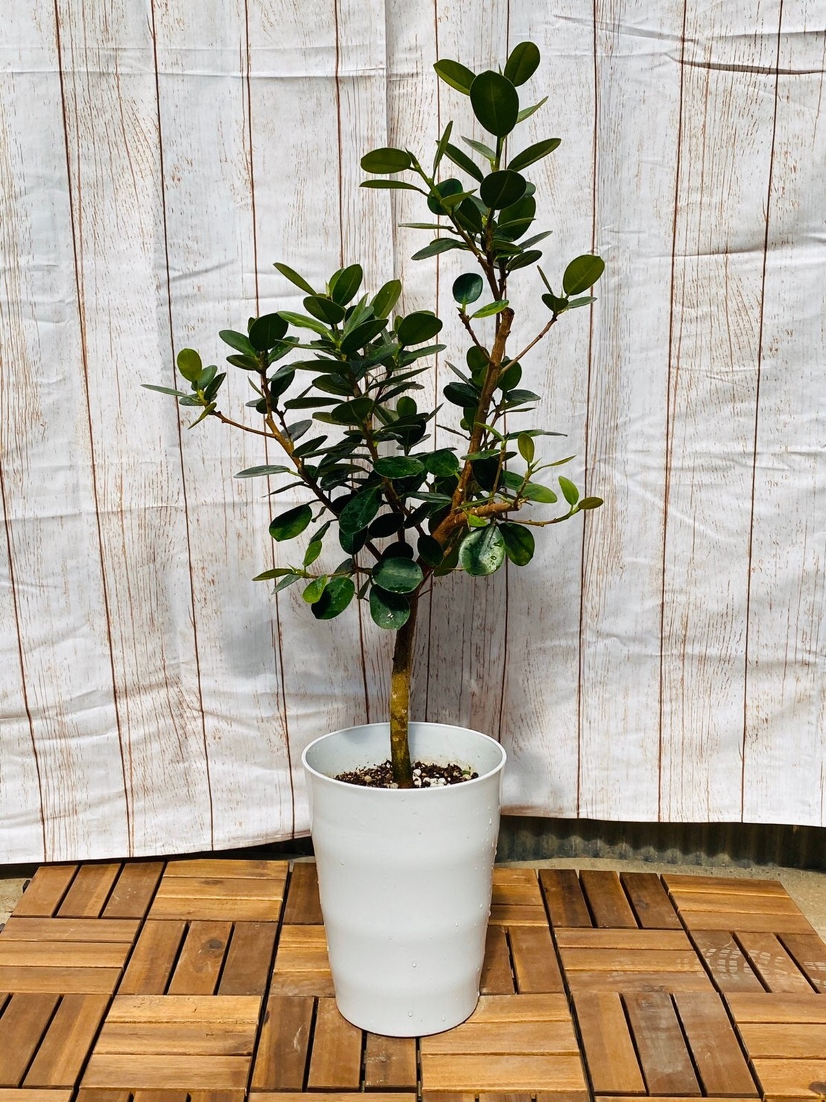 100 の保証 めずらしい 花言葉は 健康 パンダガジュマル 2本仕立て 7号陶器鉢 正規激安 Truestory Agency Com