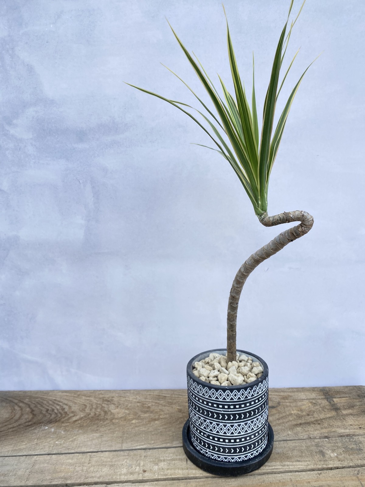 送料無料 ドラセナ コンシンネ ホワイボリー 3 5号 曲がり 陶器鉢 黒 個性的 デザイン インテリア Florist Lulu Flower ルルフラワー オンラインストア