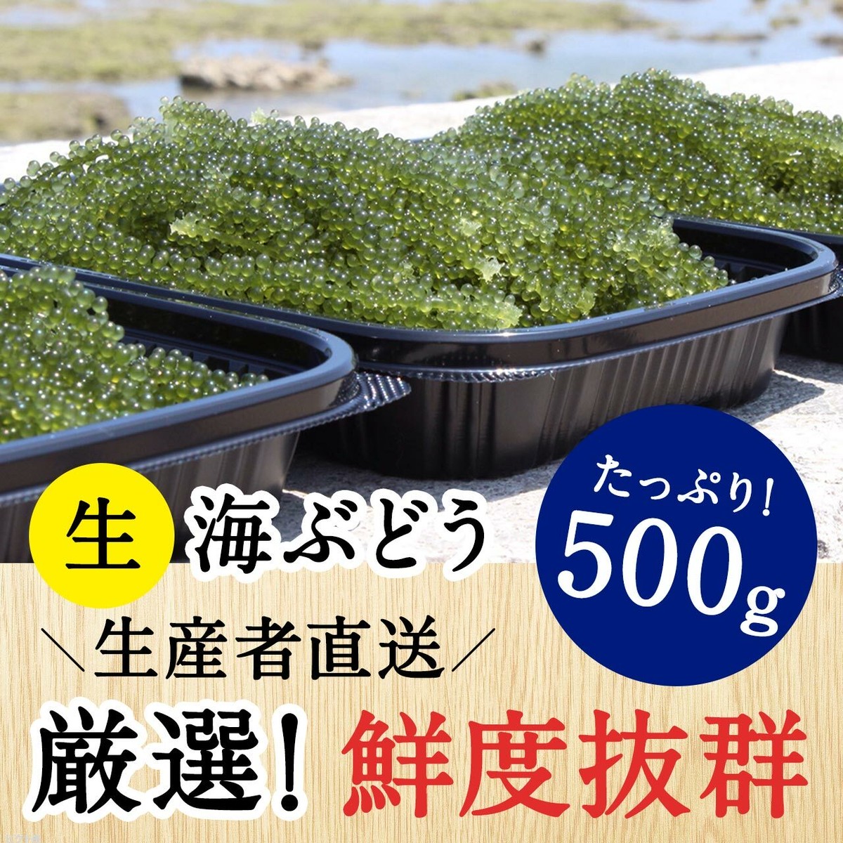 大容量 500g 発泡スチロール入 沖縄 南城市産 朝採れ生海ぶどうa級品 沖縄 想いっきり海ぶどう国際通り店