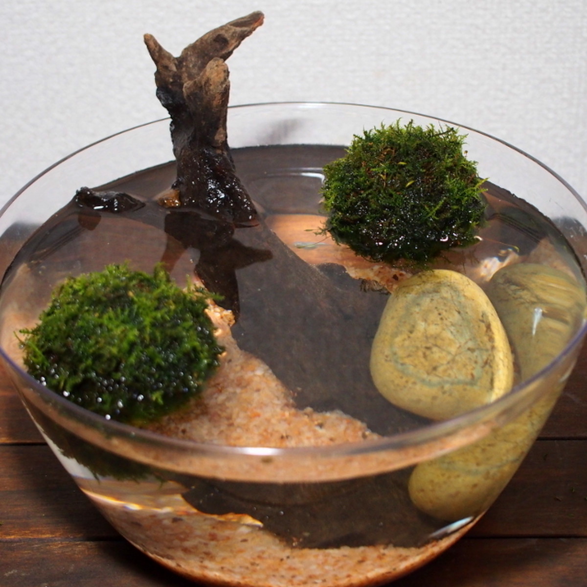 めだか水産オリジナル 浮かぶ苔玉メダカ鉢セット めだか水産 苔部