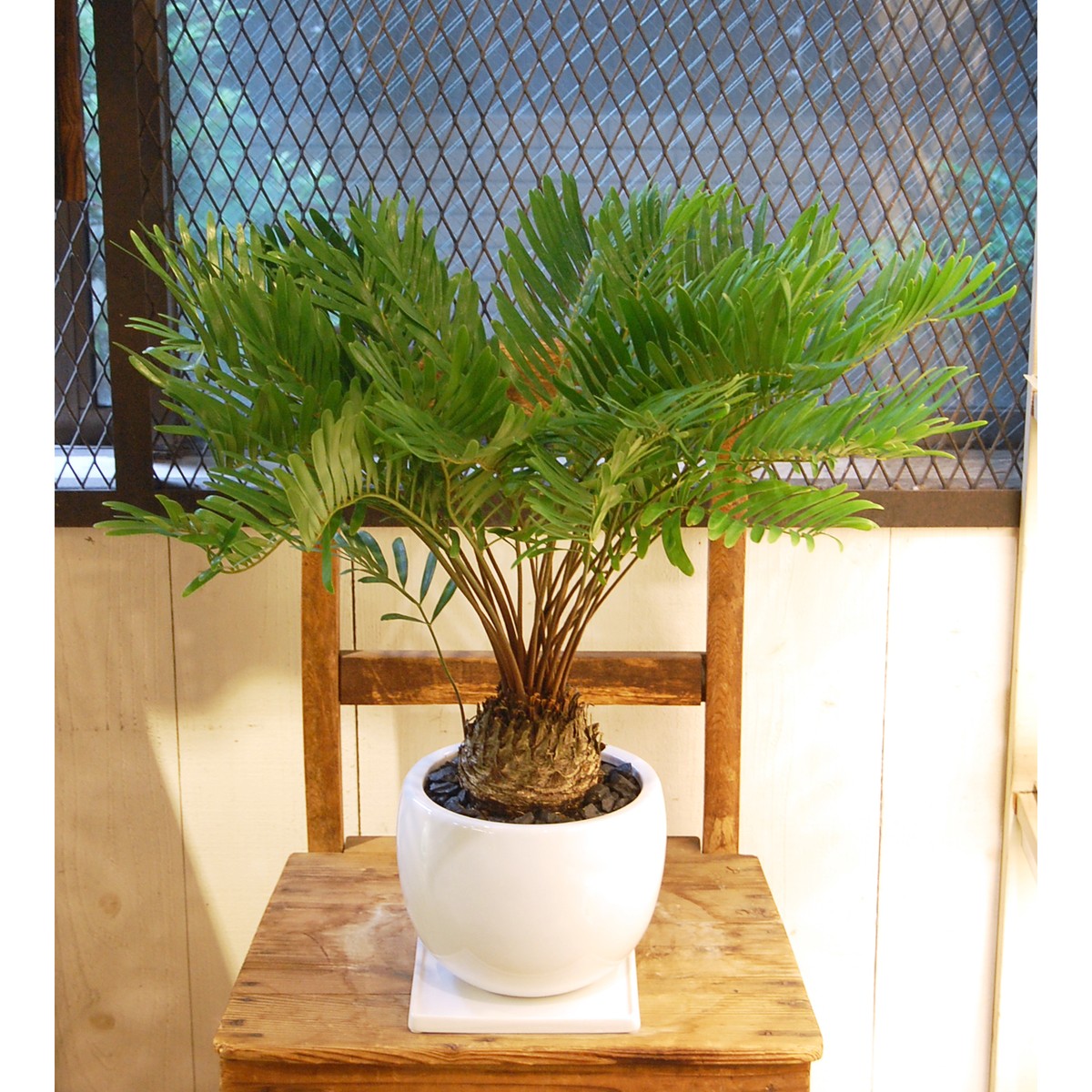 ザミア フロリダーナ Neo Green